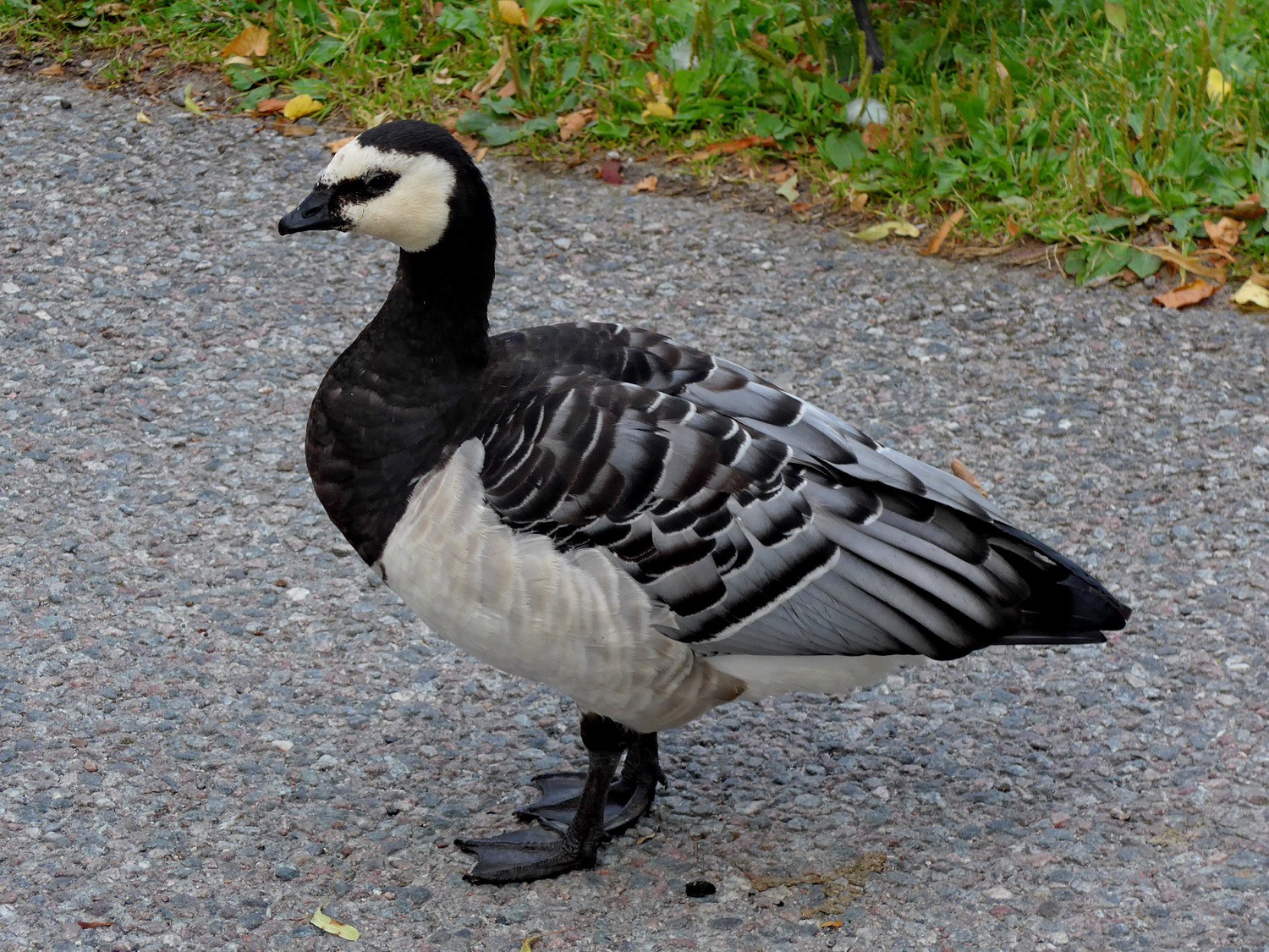 Goose of Stockholm